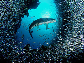 Deep of the ocean, landscape, shark, beautiful, oceanlife, animals, nature, fish, amazing, ocean HD wallpaper