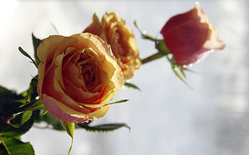 Flowers, Roses, Close-Up, Buds, Sharpness HD wallpaper