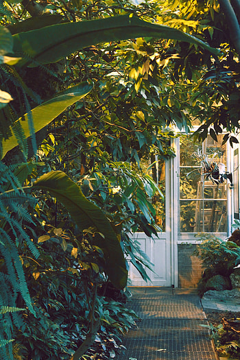 Plants, Miscellanea, Miscellaneous, House, Window, Garden, Door HD phone wallpaper