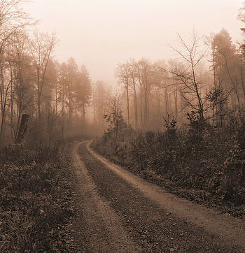 Nature, Trees, Road, Fog, Darkness HD phone wallpaper