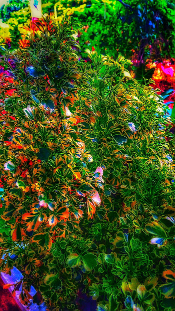 Drawing plants, terrestrial_plant, plant HD phone wallpaper