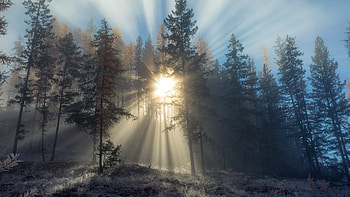 Sunlight Path In Snowy Trees, sunlight, snow, trees, nature HD wallpaper