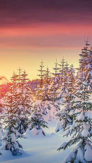 Snow-covered pines, Tranquil sunset, Winter beauty, Nature's serenity HD phone wallpaper