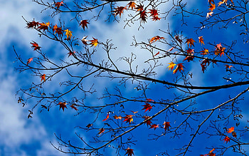 AUTUMN SKY, branch, autumn, sky, leaves HD wallpaper