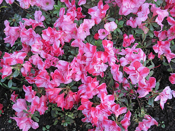 Contrast in Flowers 46, Green, pink, graphy, red, Flowers, garden HD wallpaper
