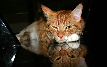 Animals, Cat, Muzzle, Redhead, Paw, Tired HD wallpaper