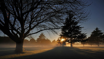 Nature, Trees, Sun, Shine, Light, Park, Spruce, Fir, Shadows HD wallpaper