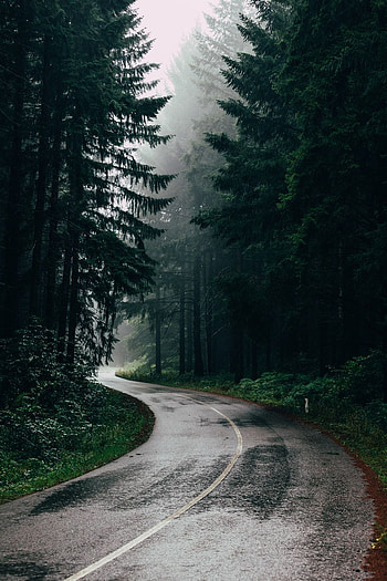 Forest Rain, Dark Rainy Forest HD phone wallpaper