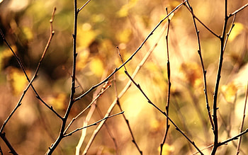 Background, Autumn, Macro, Branch HD wallpaper