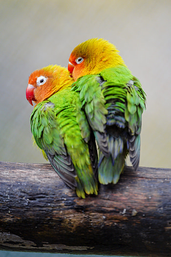 Animals, Birds, Parrots, Multicolored, Motley, Couple, Pair, Lovebirds, Inseparables HD phone wallpaper