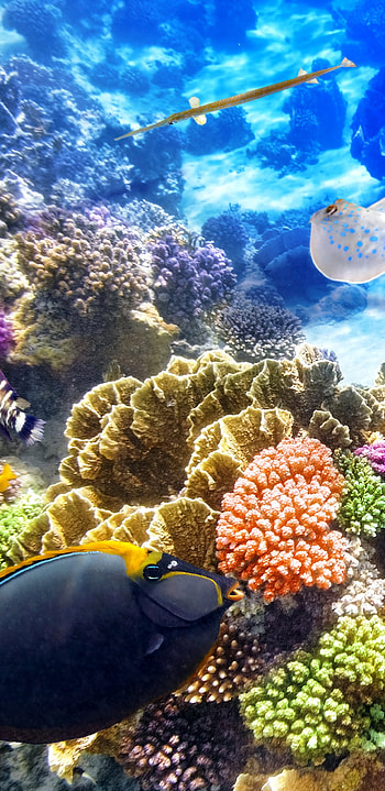 Sea sponge species, Unique underwater creatures, Vibrant marine ecosystem, Invertebrate marine animals HD phone wallpaper