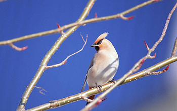 Animals, Macro, Bird, Branches HD wallpaper