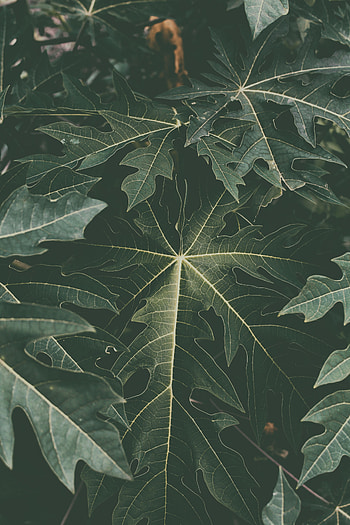 Nature, Leaves, Withering, Fading HD phone wallpaper