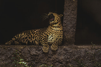 Animals, Leopard, Predator, Big Cat, Wildlife, Zev, Throat HD wallpaper