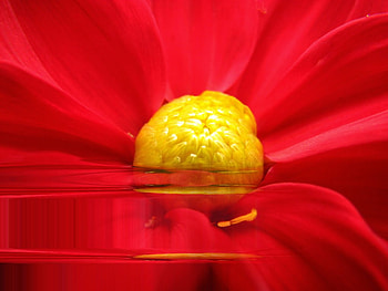 Dahlia Ripples, abstract, flower, ripples, dahlia, nature, water, refraction HD wallpaper