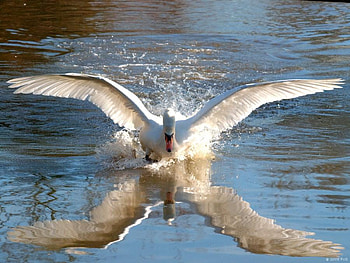 perfect reflection, blue, reflection, swan, perfect, lake HD wallpaper