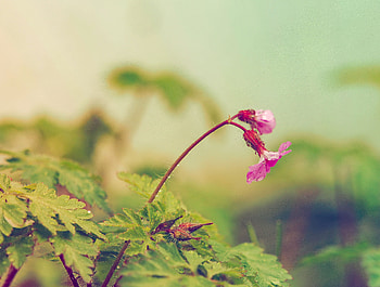 Flowers, Leaves, Flower, Field HD wallpaper
