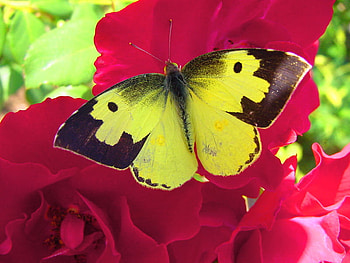 Sweet rose, rose, wings, black, butterfly, yellow, green, red HD wallpaper