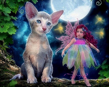 ~Follow Me Forever~, wings, weird things people wear, cat, digital art, dragonflies, creative pre-made, love four seasons, fantasy, manipulation, little girls, models, little fairy, moons HD wallpaper