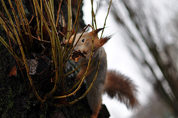 Animals, Squirrel, Grass, Climb HD wallpaper