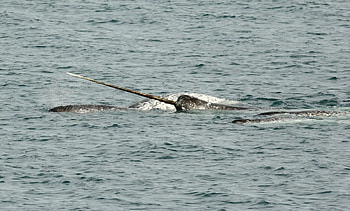 Narwhal, Unicorn of the sea, Dolphin conservation, USA HD wallpaper