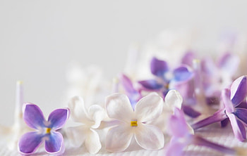 purple, soft, flowers, abstract HD wallpaper