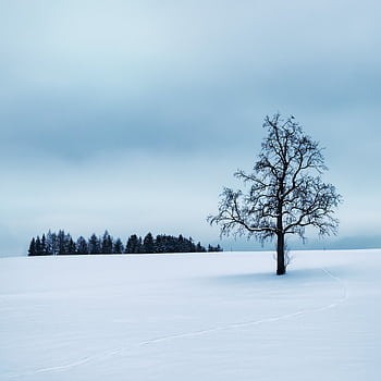A tranquil snowy scene featuring a lone tree and misty forest in Rutzenmoos, Austria. HD phone wallpaper