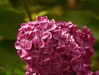 BEAUTY OF SPRING, beautiful, flowers, spring, pretty HD wallpaper