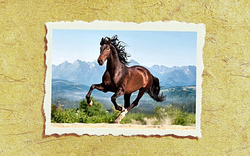 Galloping Andalusian 2, animal, horse, art, artwork, wide screen, painting, Andalusian, galloping, equine HD wallpaper