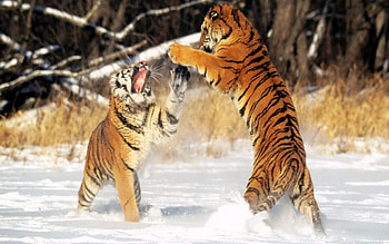 Animals, Tigers HD wallpaper