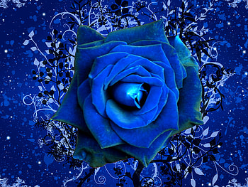FOR YOU THE-PANTHER FROM KATE, gorgeous, rose, beautiful, lovely HD wallpaper