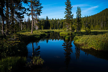 Landscape, Nature, Water, Trees, Lake, Forest HD wallpaper