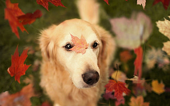 Golden Retriever, Pets HD wallpaper