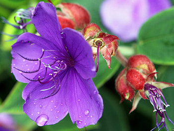 Purple, drop, beautiful, flower HD wallpaper