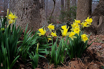 Spring is coming, flowers garden, daffodils, spring, park HD wallpaper
