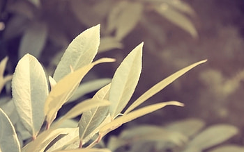 Grass, Leaves, Plant, Macro, Branch HD wallpaper