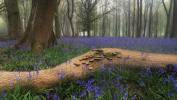 Bluebells of Dockey Wood, Hertfordshire, England, blue, trees, forest, blossoms, spring HD wallpaper
