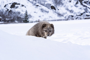 Animals, Snow, Animal, Cunning, Sly, Mink HD wallpaper