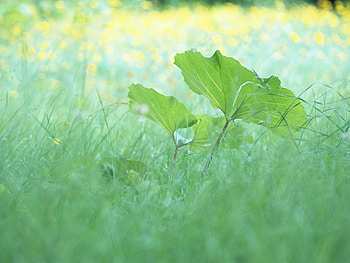 Fresh green leaves, greenish, leaves, cg HD wallpaper
