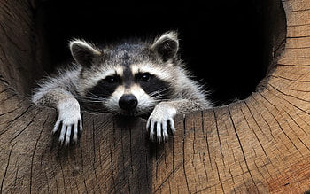 Hollow raccoon, Forest wildlife, Old tree beauty, High-quality HD wallpaper