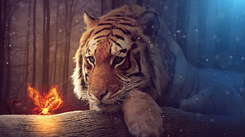 graphy Manipulation HD wallpaper