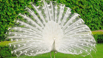 White peacock , quality, Live , captivating design HD wallpaper