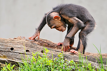 Animals, Grass, Monkey, Bark, Log, Curiosity HD wallpaper