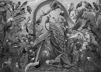 Birds, white, black, bird, art, bw, fantasy, sarah weizhen xu, paun, peacock, pasari, parrot HD wallpaper