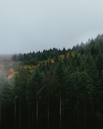 Nature, Trees, Sky, Autumn, Forest, Fog HD phone wallpaper