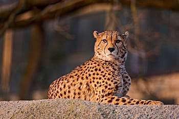 Animals, Cheetah, To Lie Down, Lie, Spotted, Spotty, Predator, Big Cat HD wallpaper