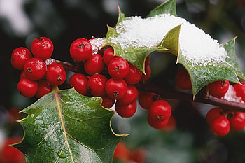 Holly Tree, Festive decoration, Vibrant red berries, Winter symbol HD wallpaper