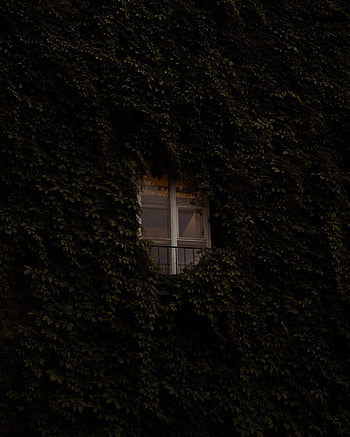 Building, Plant, Miscellanea, Miscellaneous, Window, Ivy HD phone wallpaper