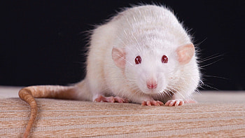 Metallic white rats, Unique rodents, Shiny fur, Exotic pets HD wallpaper