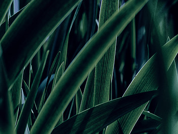 Grass, Macro, Sheet, Leaf HD wallpaper